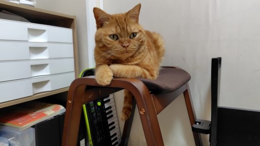 練習を見守るラテ君