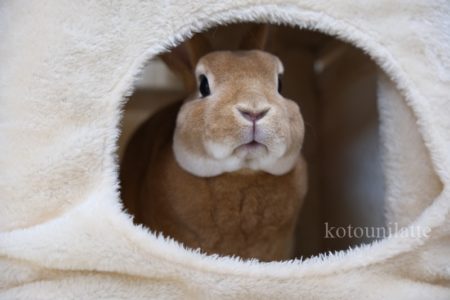 キャットタワーとうに0002