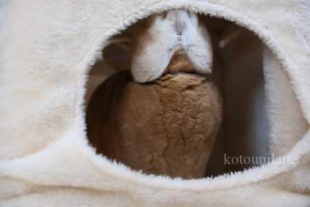 キャットタワーとうに0003