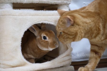 キャットタワーうにとラテ0371