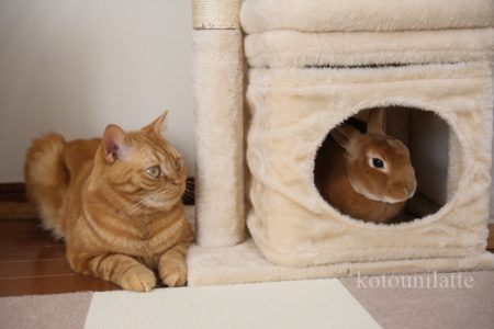 購入時からとても気に入っています