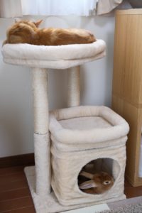 キャットタワーの住民