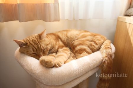キャットタワーとラテ