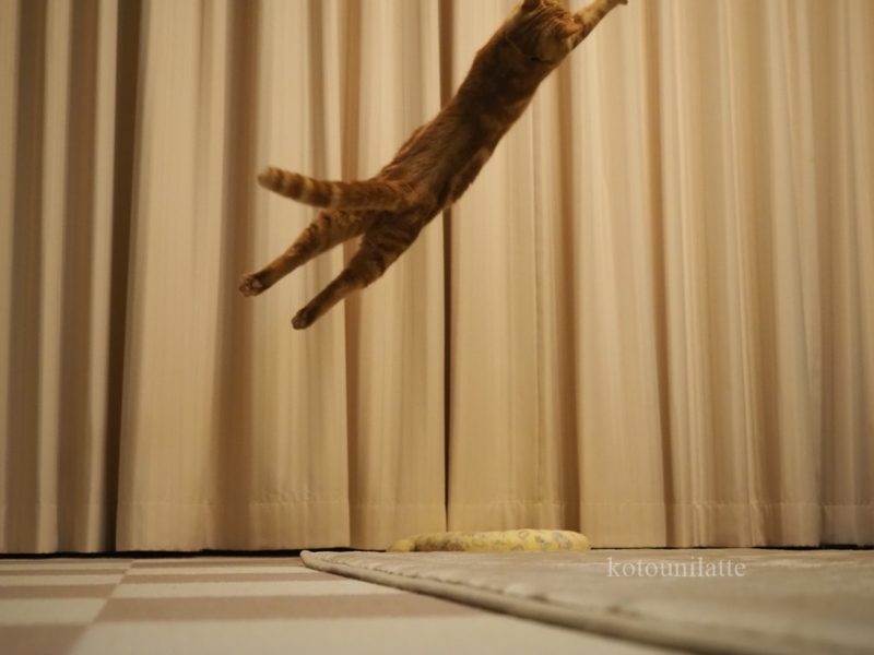 大ジャンプのラテ