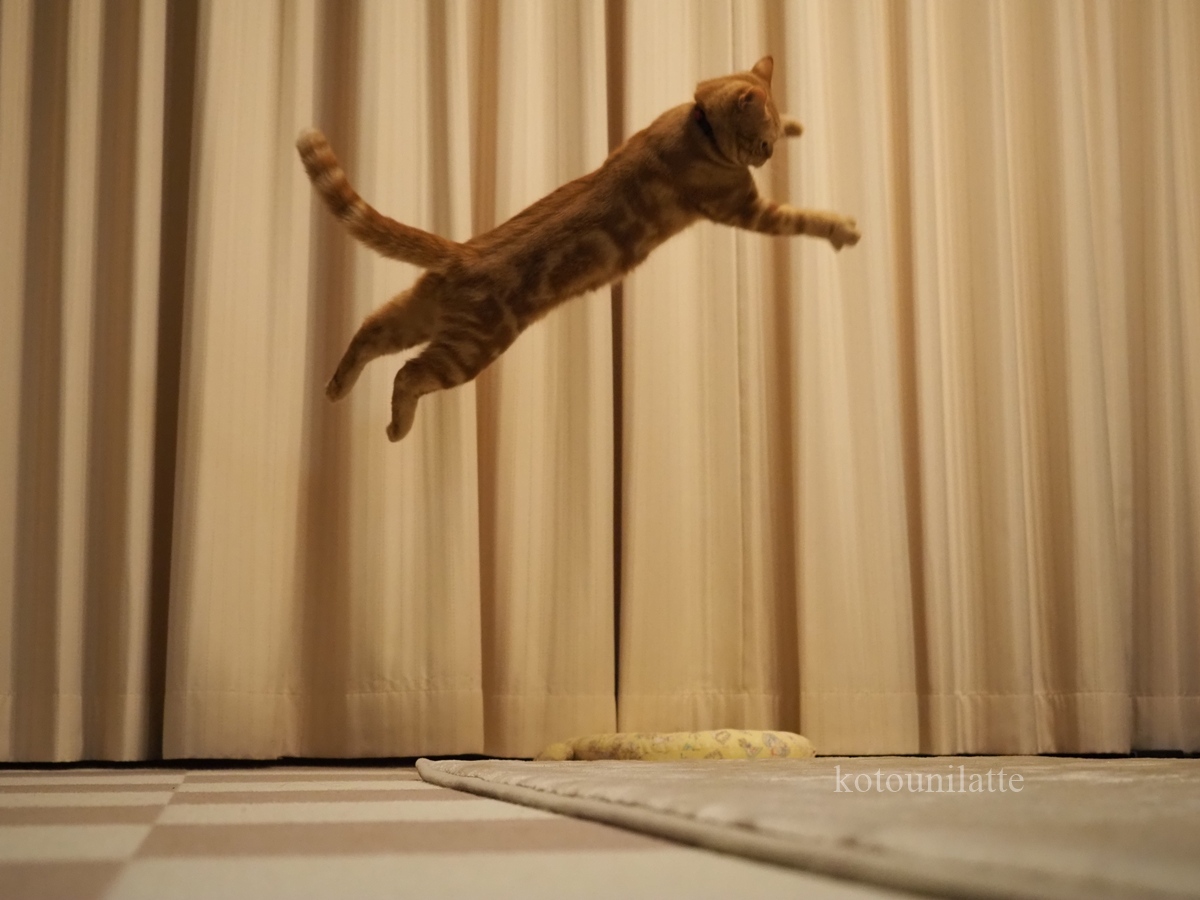 大ジャンプのラテ