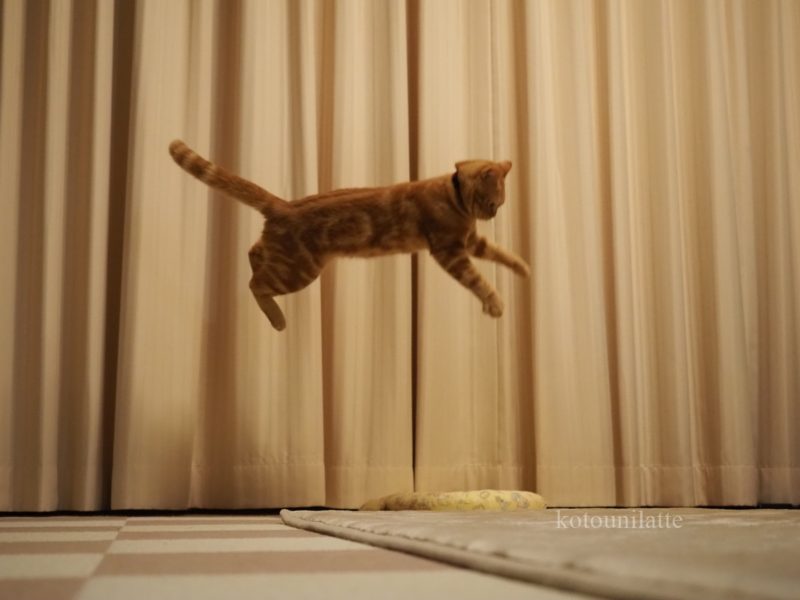 大ジャンプのラテ