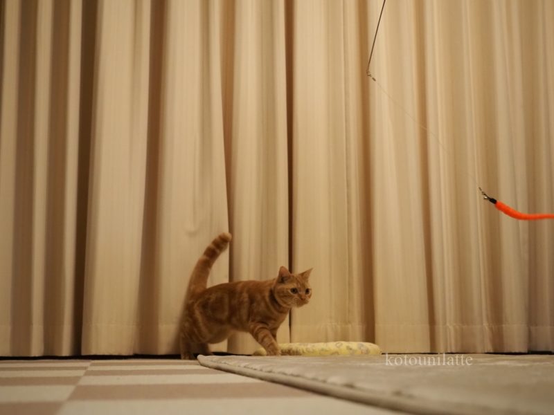 大ジャンプのラテ