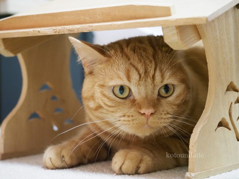 レッスン室のラテ