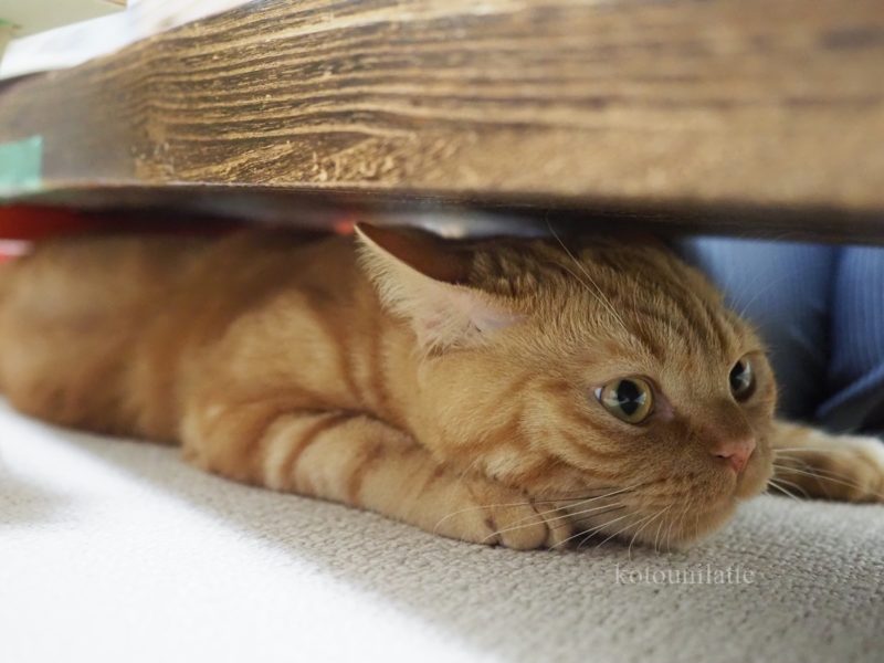 レッスン室のラテ