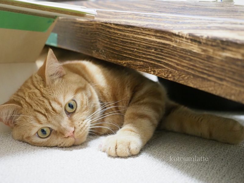 レッスン室のラテ