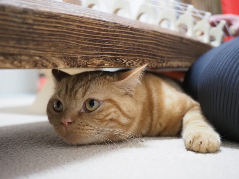 レッスン室のラテ