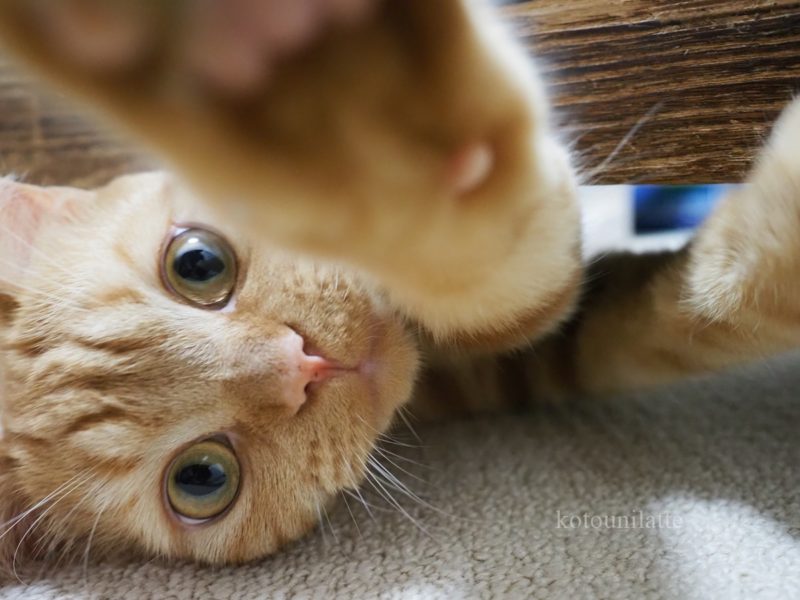 レッスン室のラテ