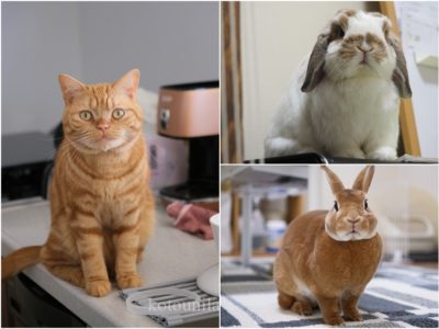 モコ、うに、ラテ３匹の元画像