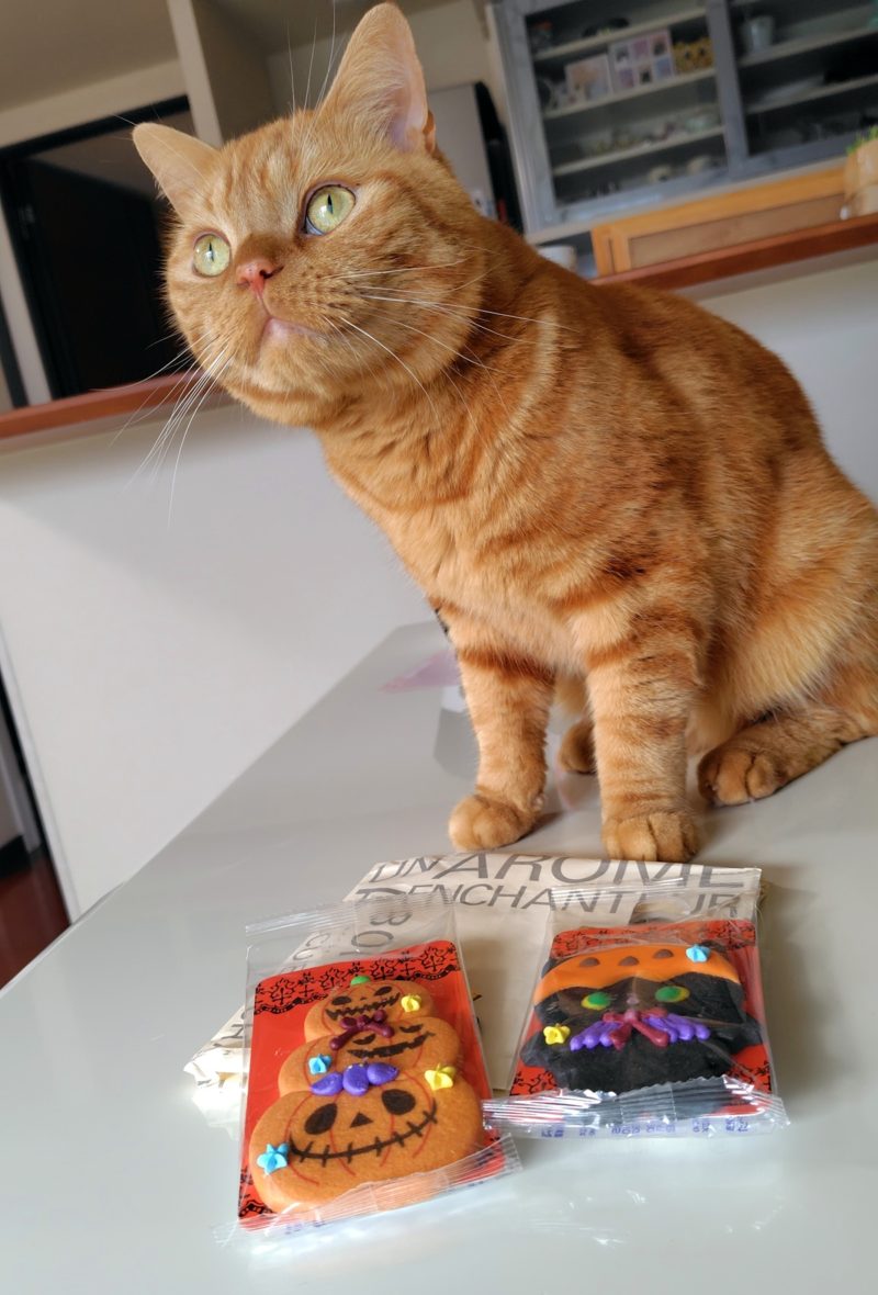 ラテくんとハロウィン