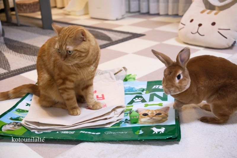 袋に乗るラテと気になるうに