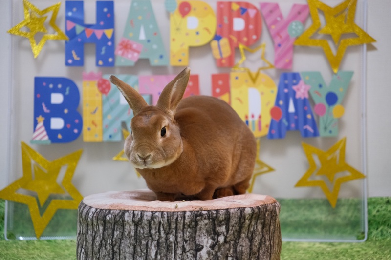 お誕生日おめでとう、うに６歳