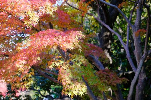 大仙公園日本庭園