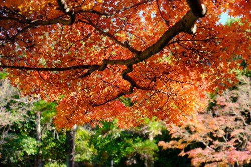大仙公園日本庭園