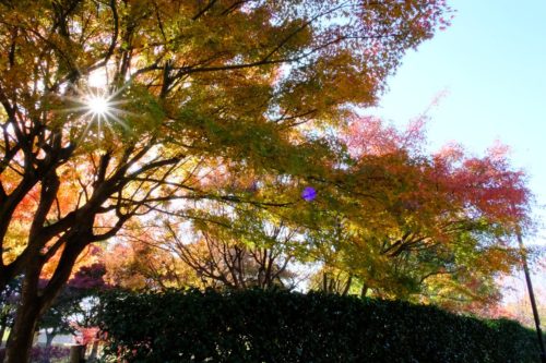 大仙公園もみじ